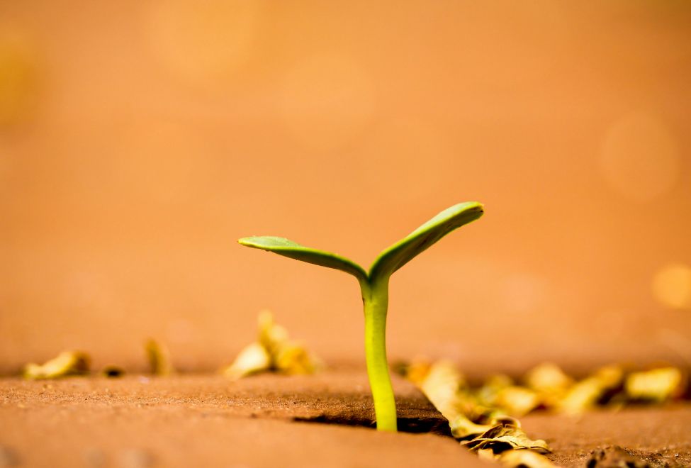 Specialist Websites for Estate Agencies Fuel Growth